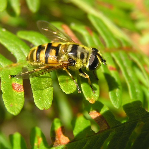 Myathropa florea - Éristale des fleurs ou Syrphe tête de mort -  07/09/12