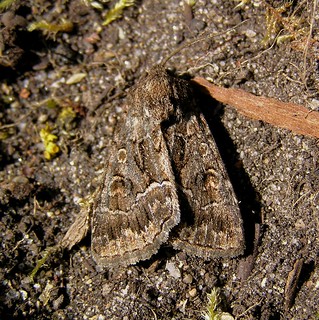 Thalpophila matura - La Noctuelle cythérée - Straw Underwing - 28/08/12