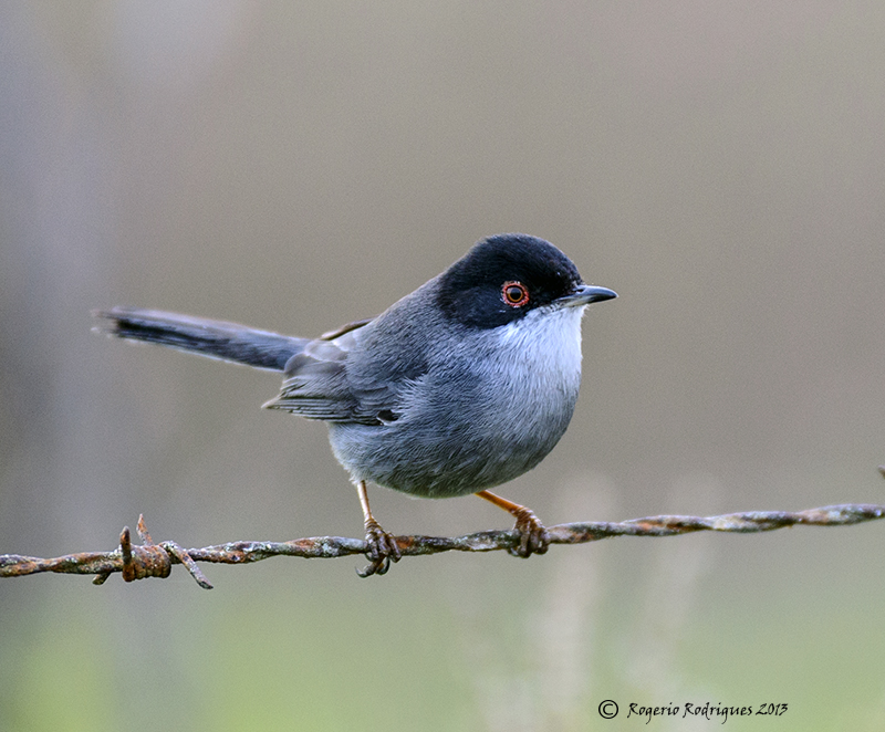 Sylvia melanocephala (Sardinian Warbler)Toutinegra-de-cabeça-preta