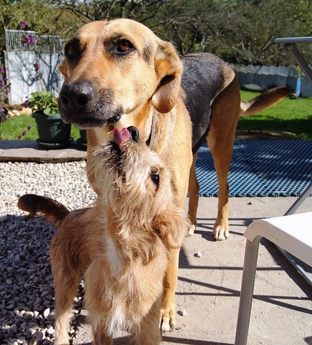 Tintín, M cachorro x foxterrier ADOPTADO 8103763065_60f87d1384