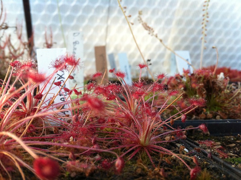 drosera paradoxa 8133374093_b6608cf8bb_c