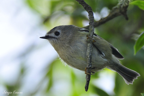 Estrelinha-de-poupa (Regulus regulus)