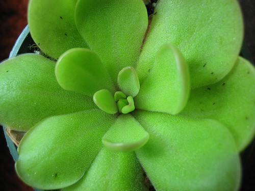 Pinguicula rectofilia, gypsicola x cyclosecta, ehlersiae, moranensis etc 8165282698_ac7364b35c