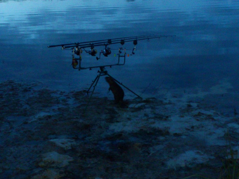 Session peche novembre 2012 etang de moutiers Yonne