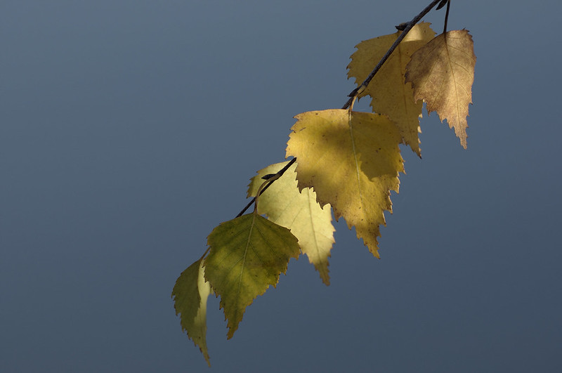 Dernières couleurs d'automne 8175723709_c8f0d3e575_c