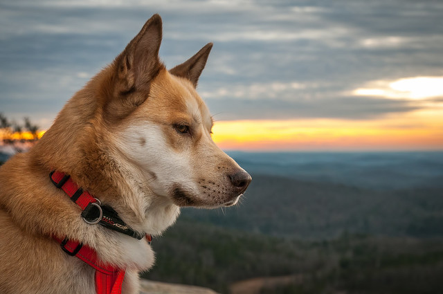 collar - Martingale Collar Suggestion? 8332316728_caecb392ef_z