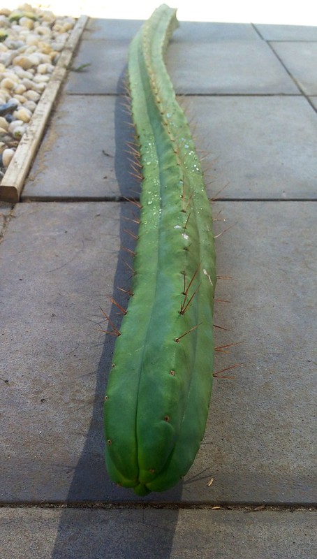 Trichocereus Cuttings - More to come. 8368811467_09af0ba68f_c