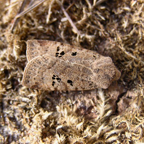 [Conistra rubiginosa ] 0rthosia cruda ?  8466452139_05605b8c8b