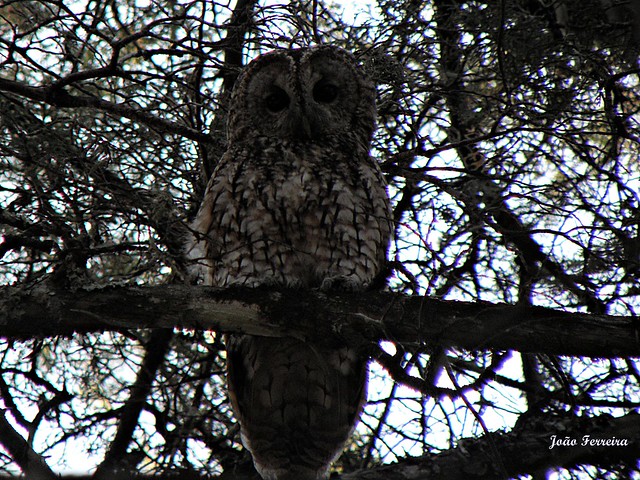 Coruja-do-mato (Strix aluco)