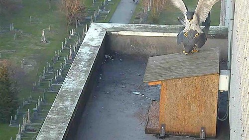 mating on the nestbox