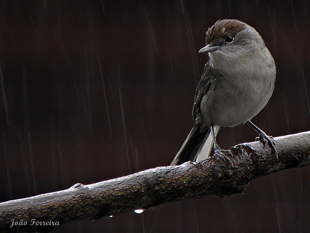 Toutinegra-de-barrete (Sylvia atricapilla)