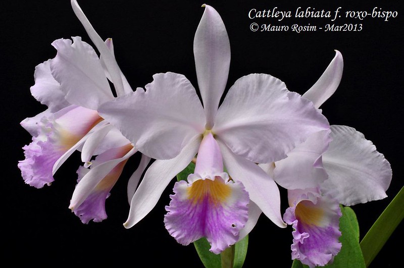 Cattleya labiata f. roxo-bispo 8550487597_58700a6ba6_c