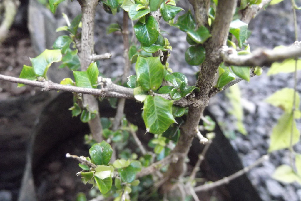 [ Identification ] : Ilex or not Ilex? 8494281271_bc2958a167_b