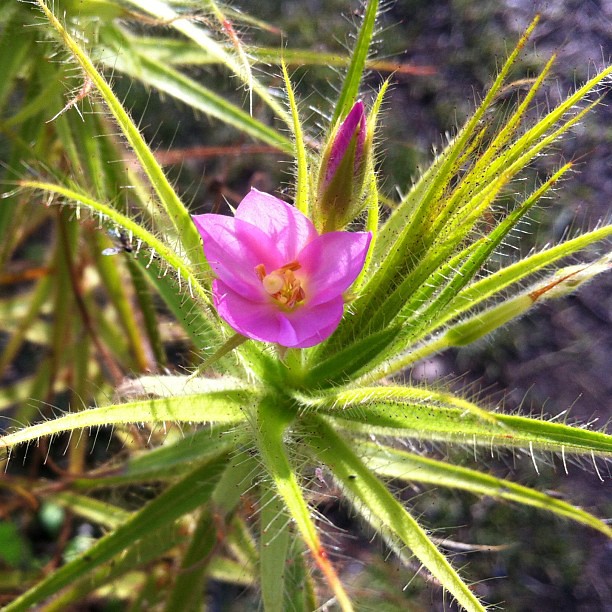 Certaines photos de drosera qui sont sauver de la maladie  cryptogamique  8525735224_8993d0718b_z