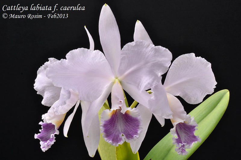 Cattleya labiata f. coerulea 8484266730_2cb7a08977_c