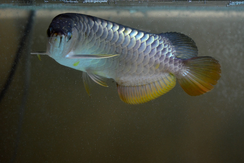 Superhighback Arowana dari sy dipersembahkan.... - Page 3 8620302269_056c3e30e6_c