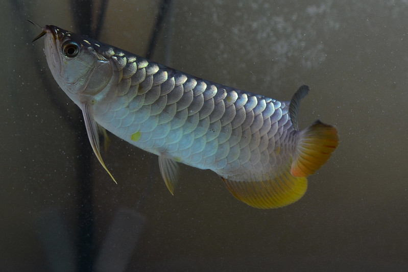 Superhighback Arowana dari sy dipersembahkan.... - Page 3 8621395480_d4a554ca31_c