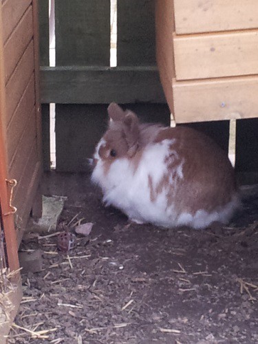 Daisy and Hetty, bonded pair, Tyne and Wear 8642882036_9e5f951515