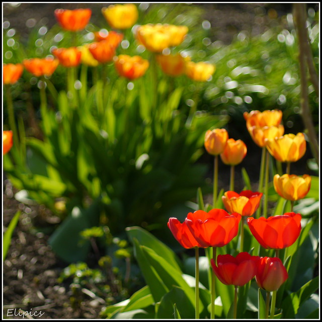Tulipes d'une saison 8679564599_a38158b3f9_z