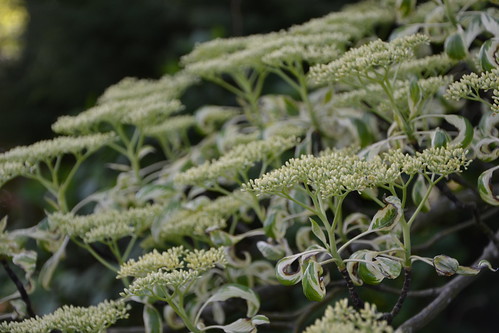 Cornus controversa 'Variegata' 8706545371_9546754e1a