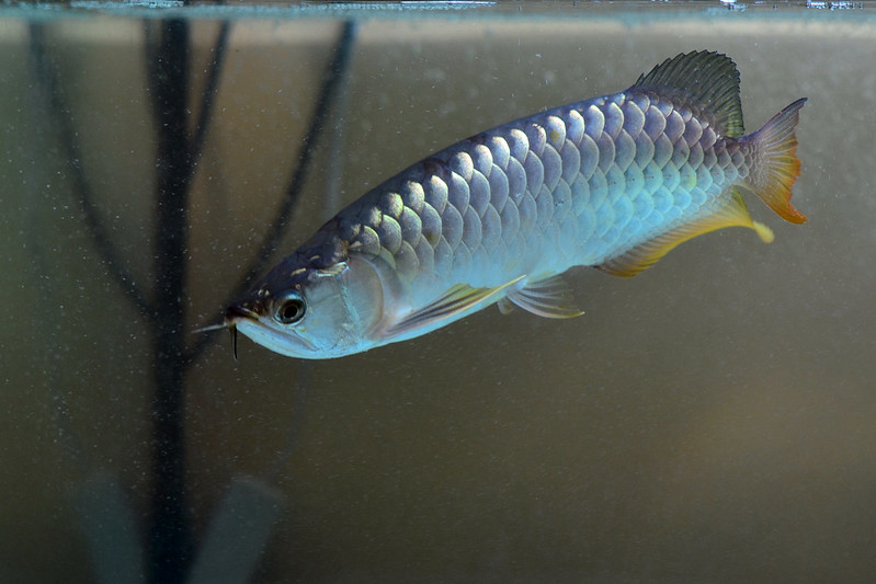 Superhighback Arowana dari sy dipersembahkan.... - Page 3 8620290557_830203416d_c