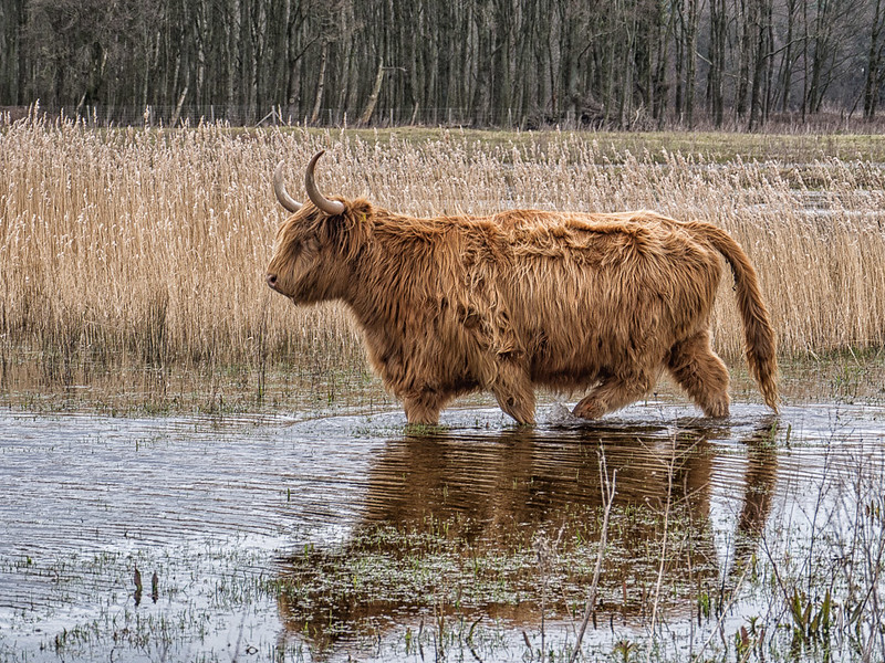 les animaux du zwinn (3) 8645810987_54c5f76d96_c