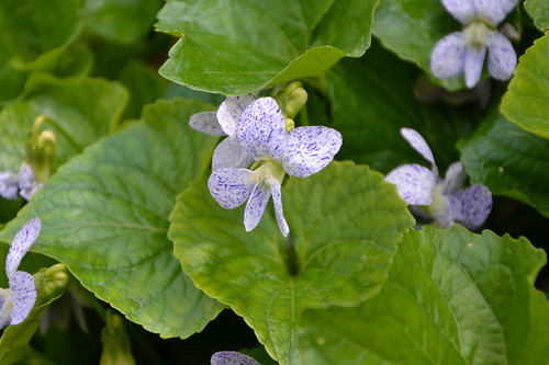 Viola sororia 'Freckles'