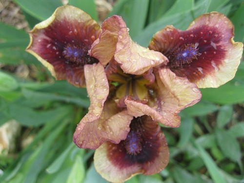 Iris 'Cinnamon Rose'