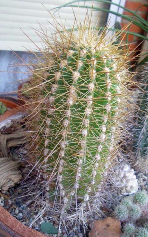 Echinopsis atacamensis 8655664406_442e63aab5_o