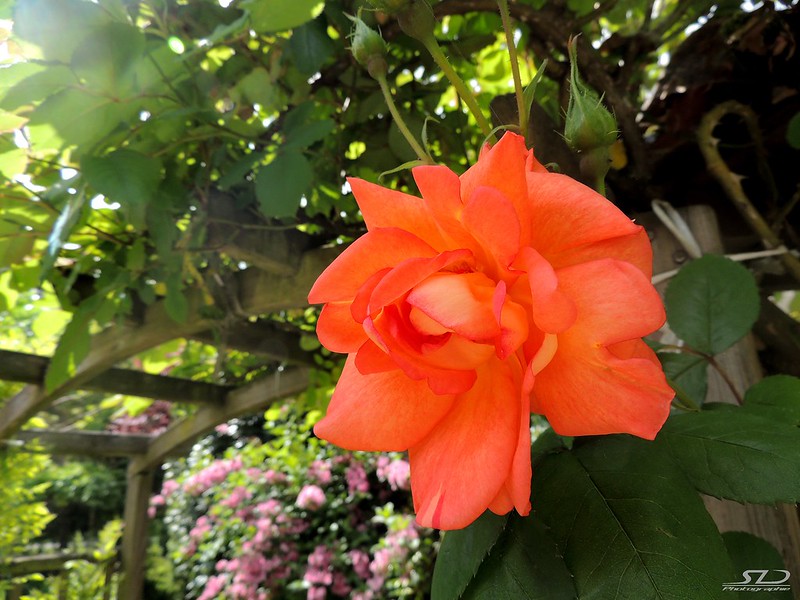 Orange Rose