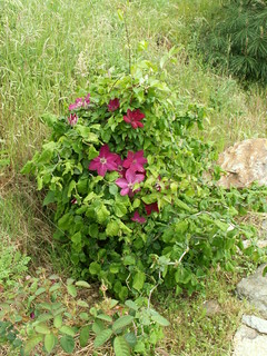 Clematis 'Ville de Lyon' sur corylus avelana contorta