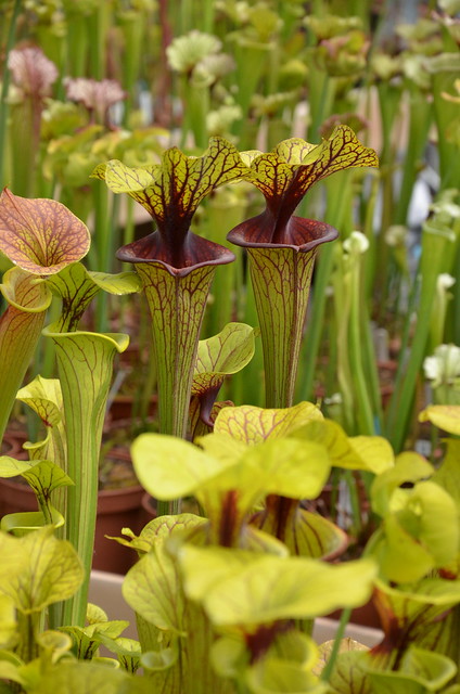 Sarracenia... 8978735062_82c3d9e6a7_z