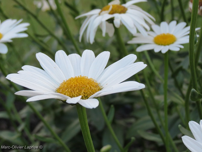 Marguerites 7721950448_14845d8976_b