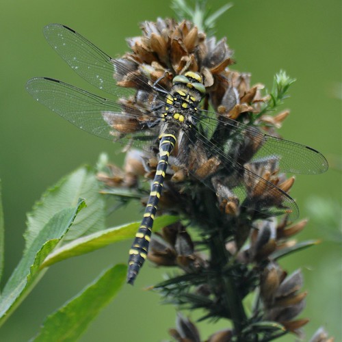 Cordulegaster boltonii - Cordulégastre annelé - Golden-ringed Dragonfly - 08/07/12