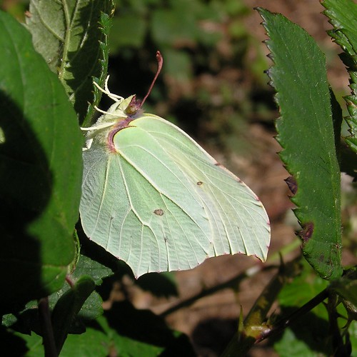 Gonepteryx rhamni Linnaeus - Citron ou Piéride du Nerprun - Brimstone - 22/07/12