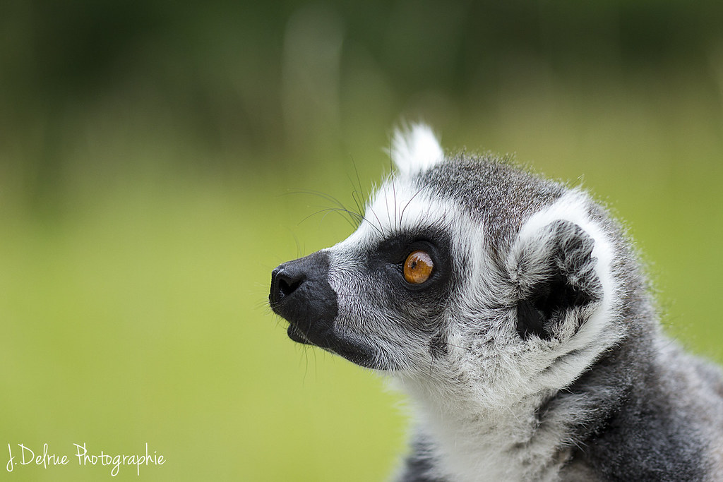 Habitants de Madagascar... 7616092576_74e7e723b8_b