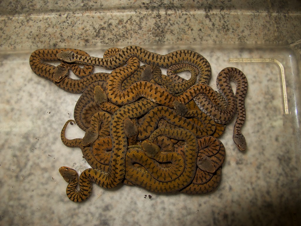 Vipera sp. born 2012 7588250442_b021197b99_b