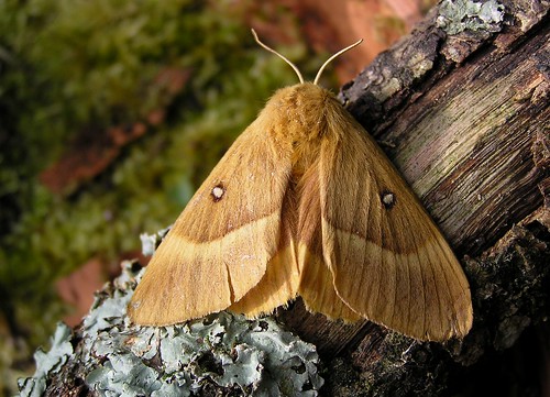 Lasiocampa quercus - Oak Eggar - Bombyx du chêne (♀) ou Minime à bandes jaunes - 25/08/12