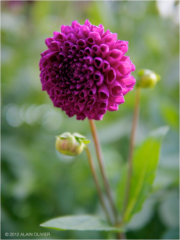 Dahlia - Page 2 7843698250_0380a796d8_c