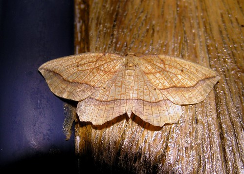 Epione repandaria - Epione marginée - Bordered Beauty -  19/08/12