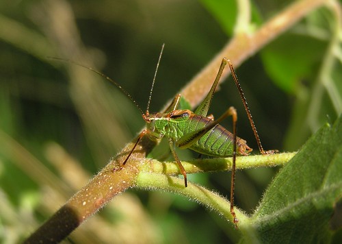 Leptophyes punctatissima - Leptophye ponctuée ou Sauterelle ponctuée  (♂) - Speckled bush-cricket - 07/09/12