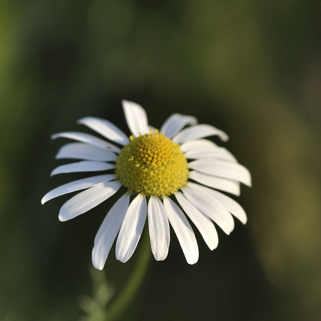 Petite fleur carrée :) 7866453832_18b97381ba_z