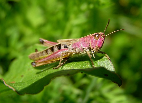 Chorthippus parallelus - Meadow grasshopper - Criquet des pâtures - 26/08/12