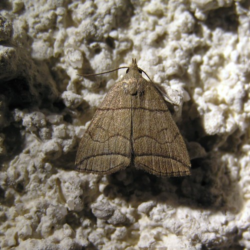 Herminia grisealis -  Herminie grise -  Small Fan-foot -  13/08/12