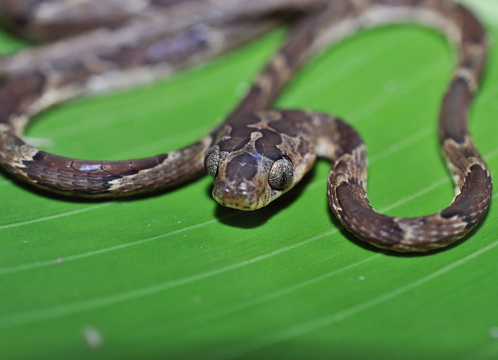 Costa Rica Herp-Trip 7977614183_e43f1f826a_b