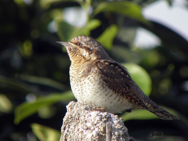 Torcicolo (Jynx torquilla)