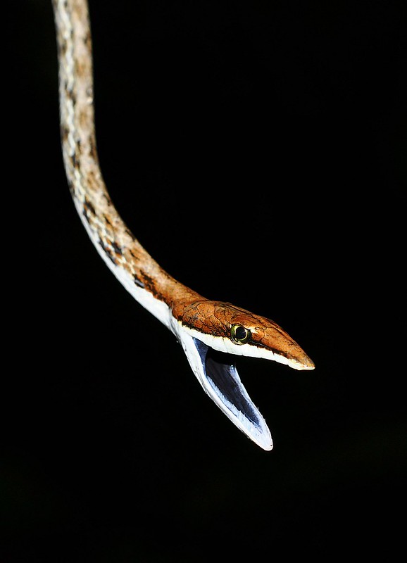 Costa Rica Herp-Trip 8001201636_83c4f08e75_c