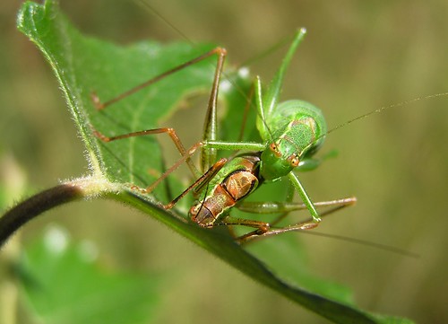 Leptophyes punctatissima - Leptophye ponctuée ou Sauterelle ponctuée - Speckled bush-cricket -  07/09/12