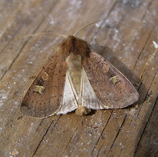 Xestia xanthographa - La Trimaculée - Square-spot Rustic - 07/09/12