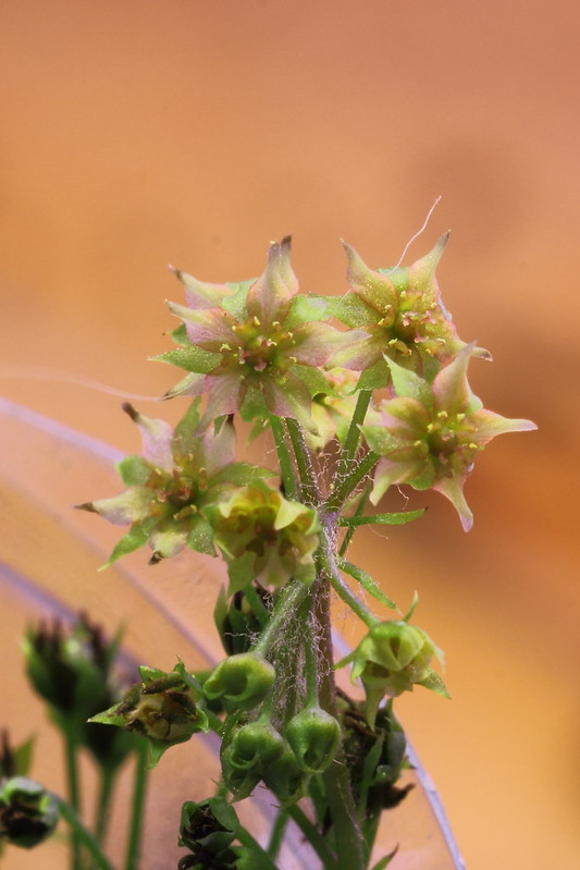 Drosera adelae 7970789768_8d2fb39360_c